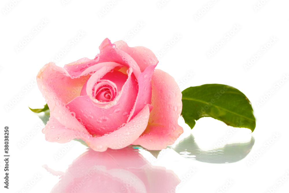 Naklejka premium Pink rose isolated on white