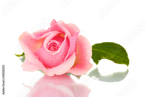 Pink rose isolated on white