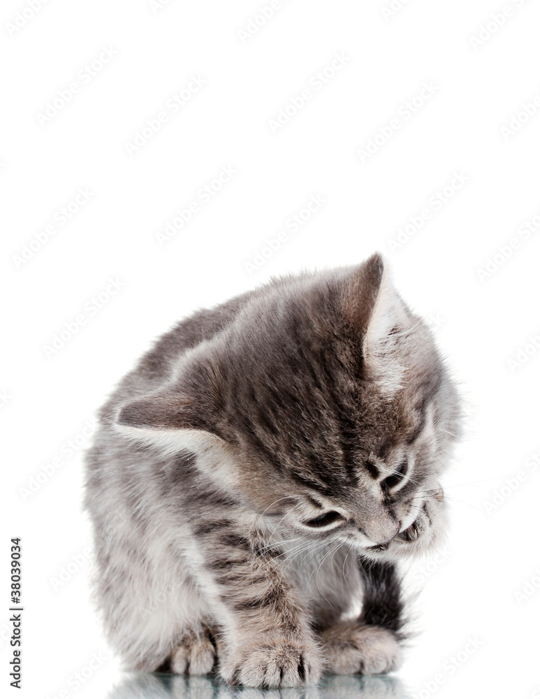 Fototapeta premium Beautiful gray kitten isolated on white