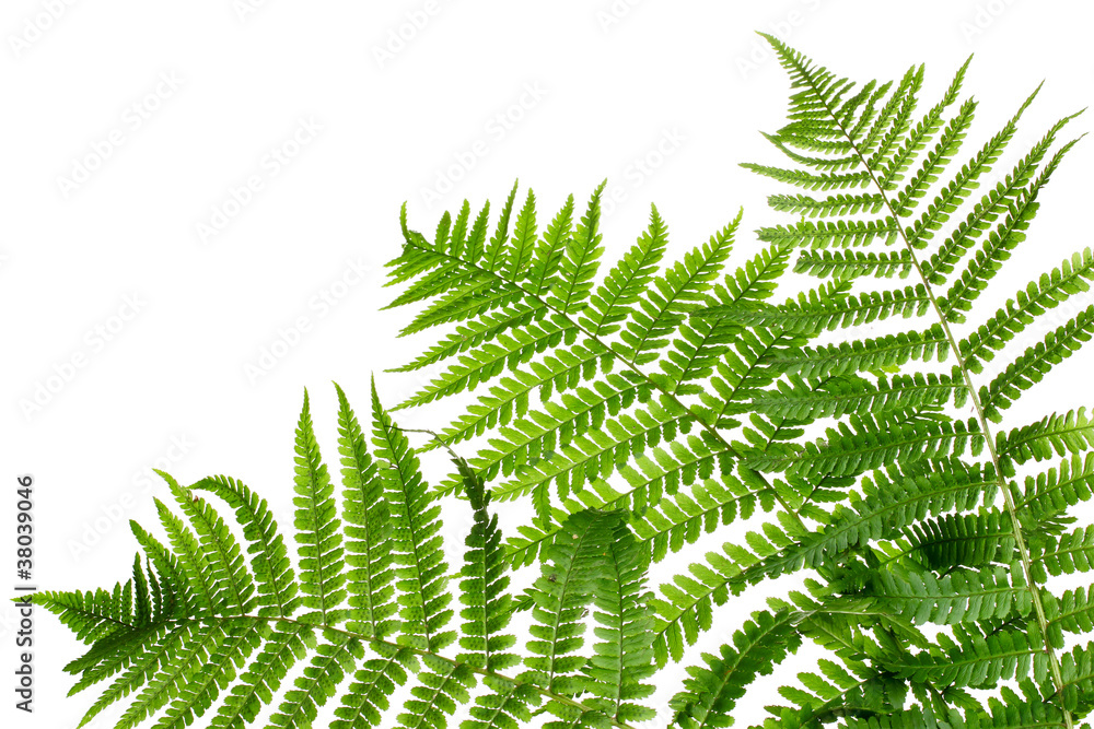 Obraz premium Trzy zielonego liścia paprociowego odosobnionego na bielu