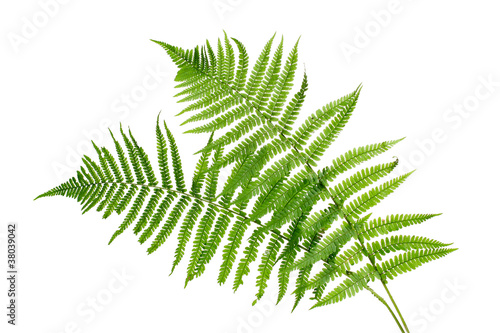 Two green leaves of fern isolated on white