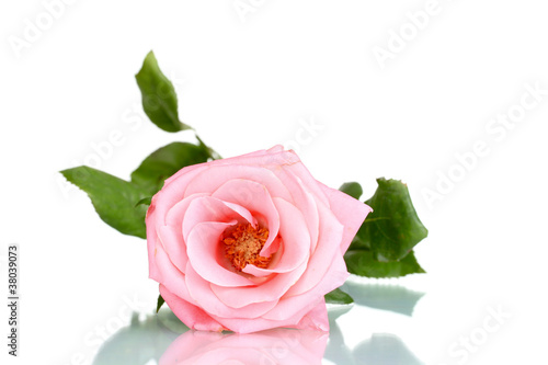 Beautiful pink rose isolated on white