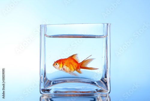 Goldfish in aquarium on blue background