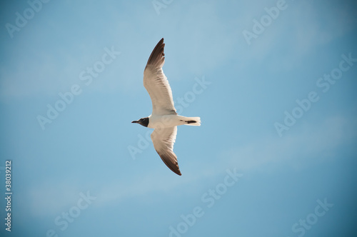 A Lone Seagull Flying on a Clear Summer Day