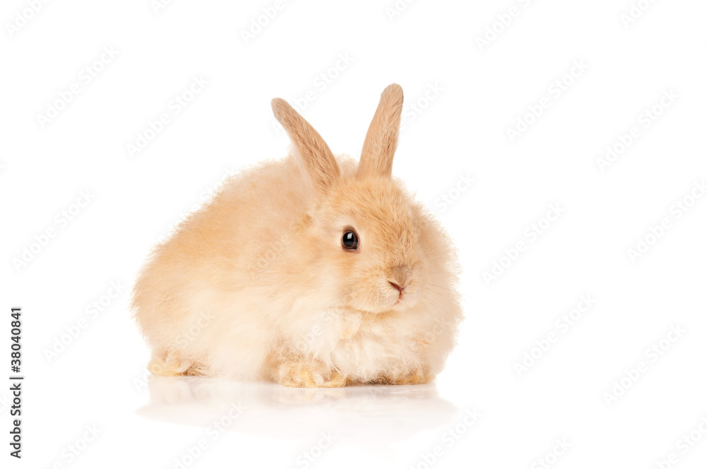 Naklejka premium Cute rabbit