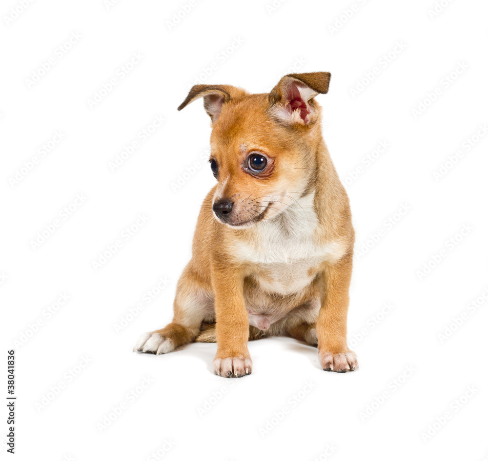 chihuahua puppy in front of a white background chihuahua puppy in front of a white background