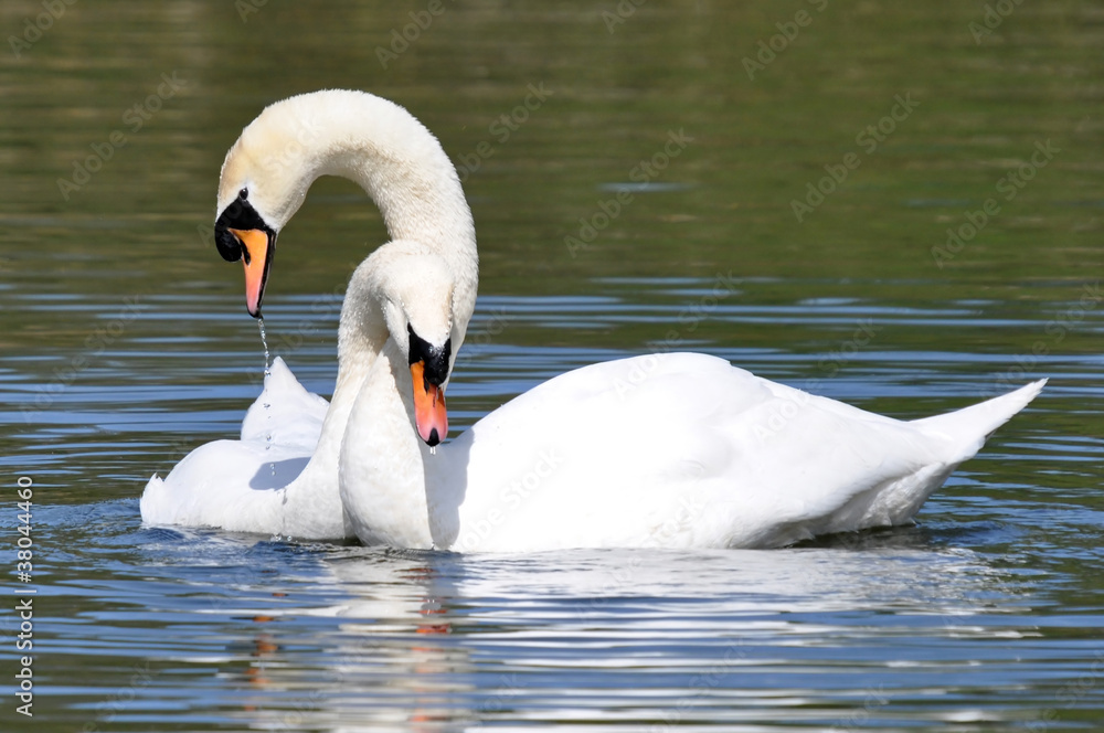 Fototapeta premium Mute Swan Courtship