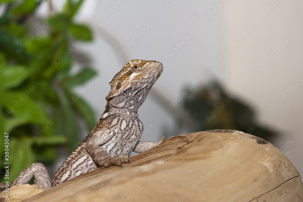 Bearded Dragon Black