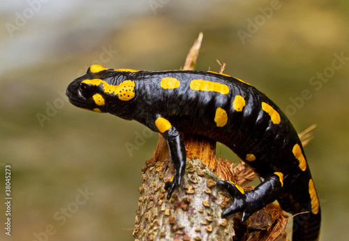 Feuersalamander photo