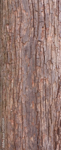 Bark texture