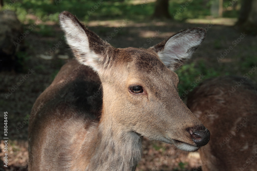 Hirsch Hirsch