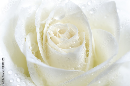 white rose