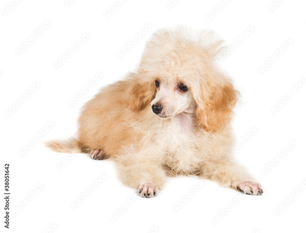 Apricot poodle puppy portrait on a white background Apricot poodle puppy portrait on a white background