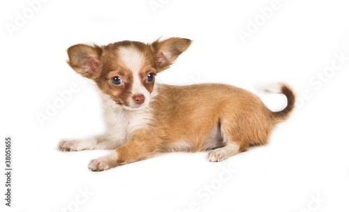 chihuahua puppy (3 months) in front of a white background © Andrei Starostin