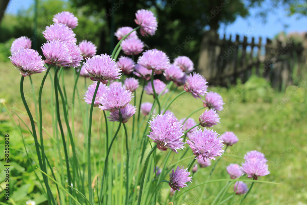 Chives Chives