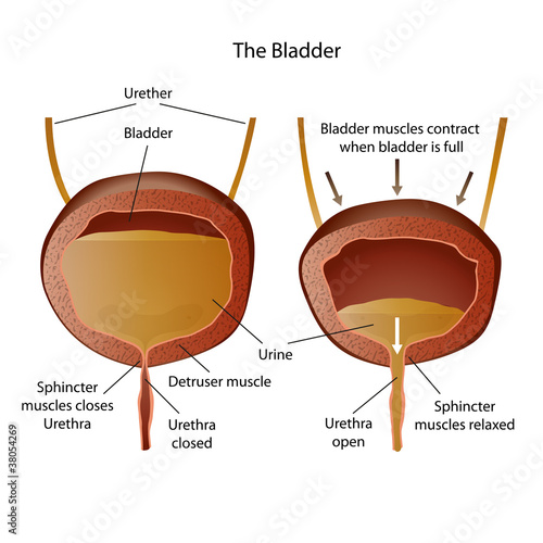 anatomie of the bladder illustration photo