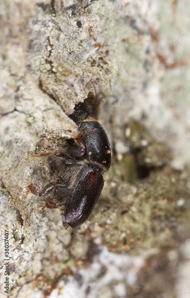 Woodborer, extreme close-up Woodborer, extreme close-up