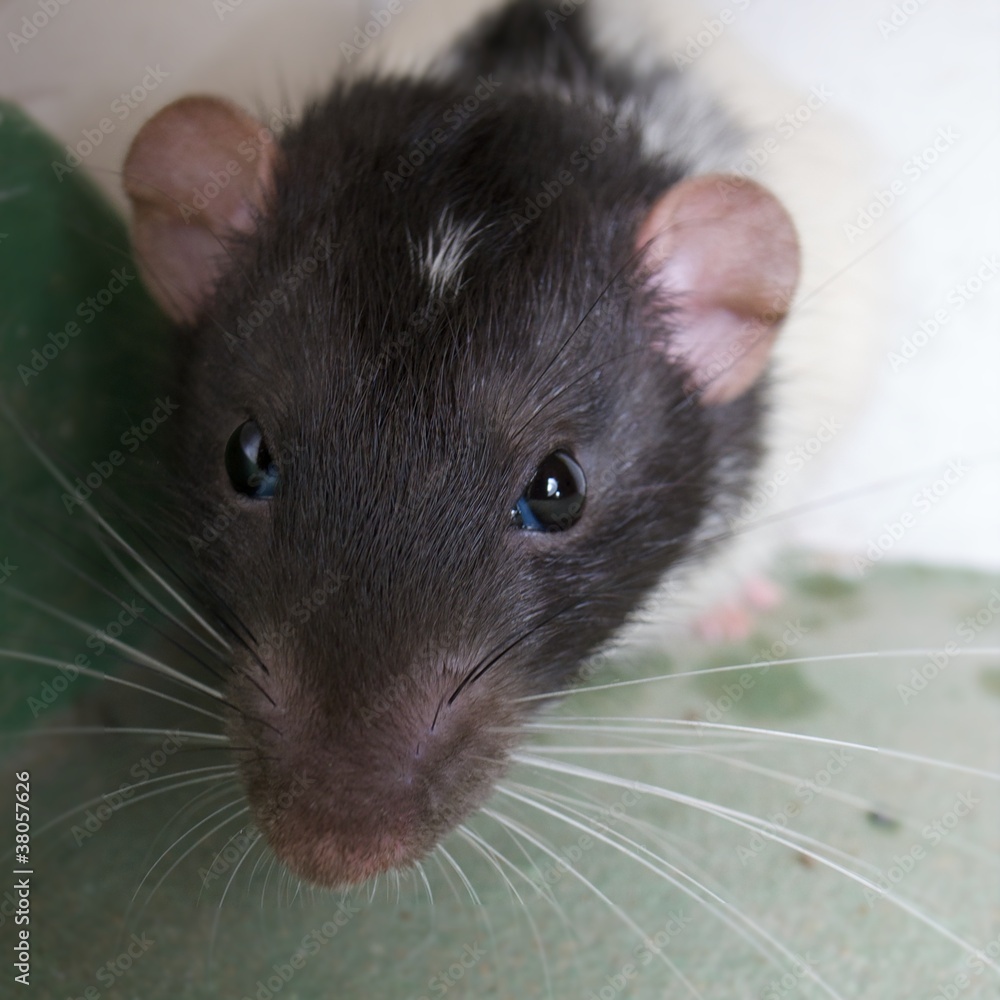 Rat. A close up portrait of a domestic rat. Rat. A close up portrait of a domestic rat.