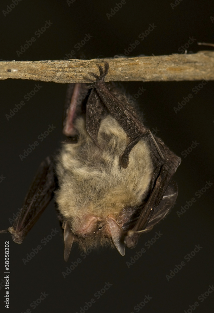 Bat