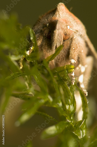 Scoliopteryx libatrix photo