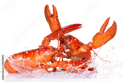 Lobsters fighting