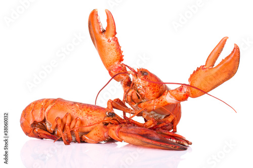 Lobster fight won