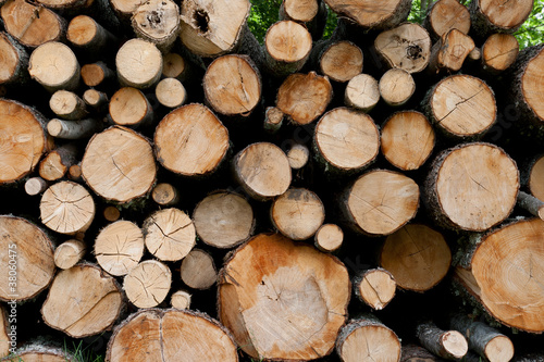 Pile of logs