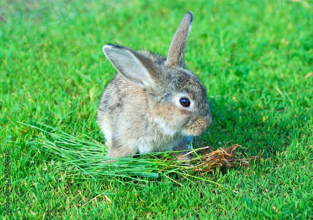 Fototapeta premium cute rabbit seating on green grass