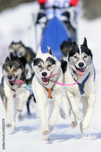 Husky Race © José 16