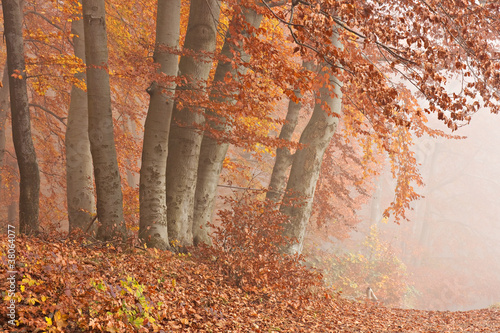 Herbstwald im Nebel, Nationalpark Jasmund auf Rügen