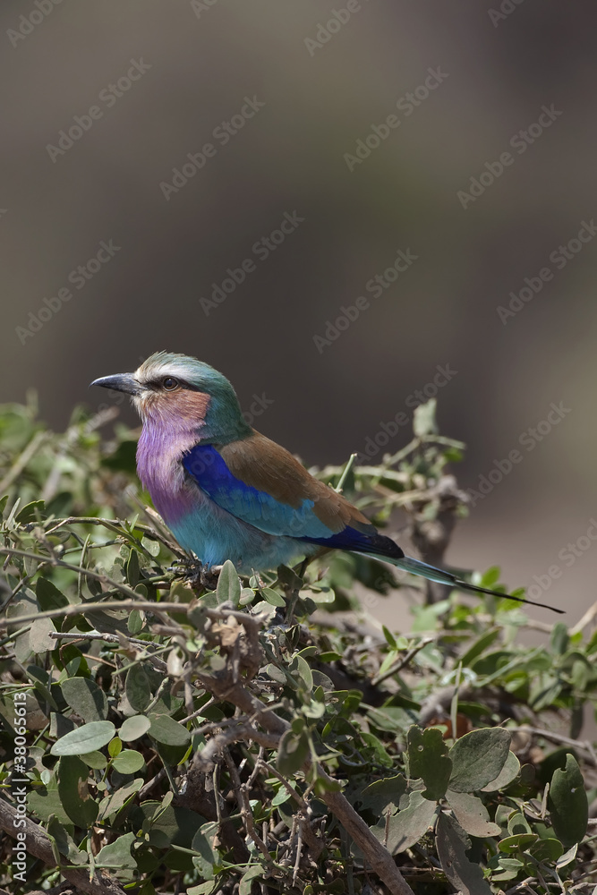 Lilac-breasted Roller 0229