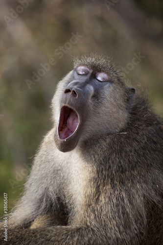 Yellow Baboon 0147