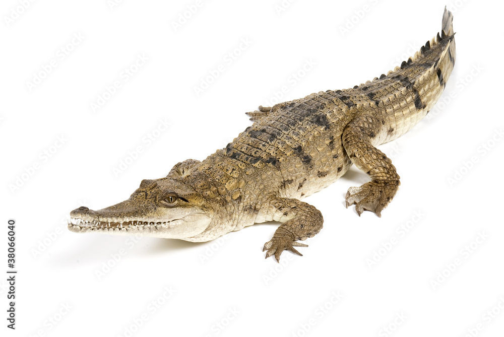 Fototapeta premium Fresh Water Crocodile