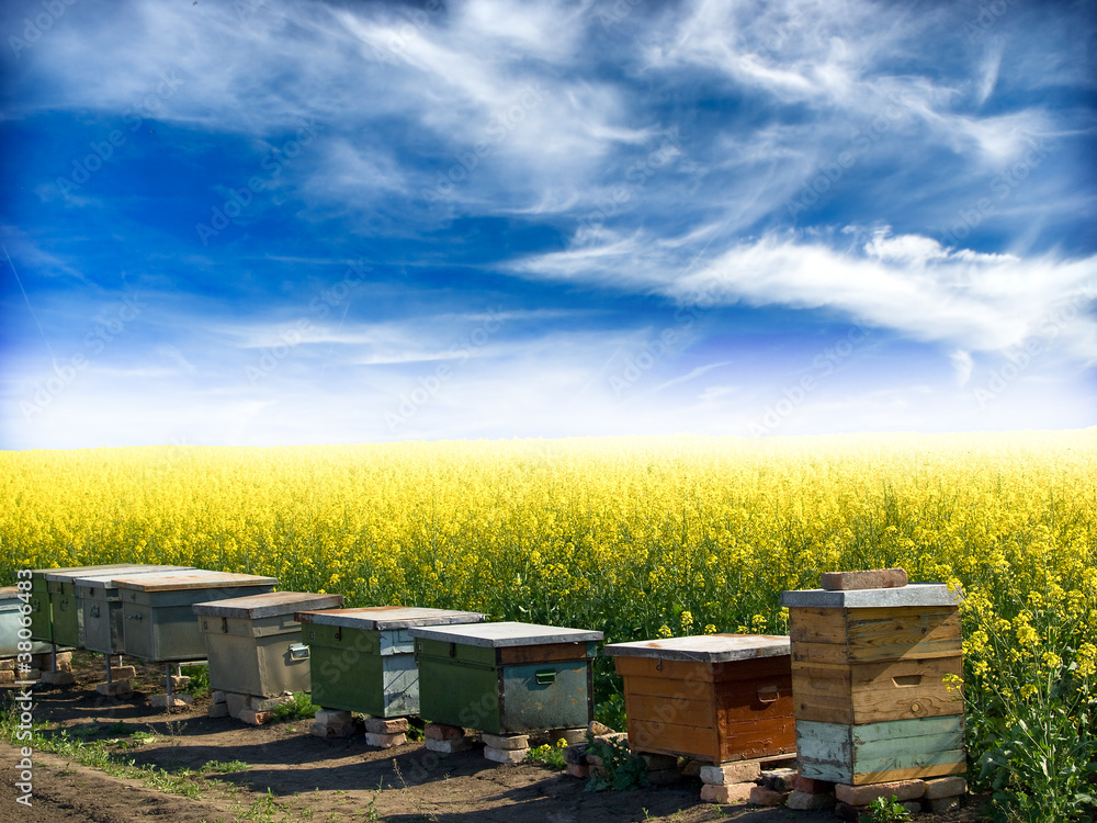 Yellow Rapeseed Field With Apiary