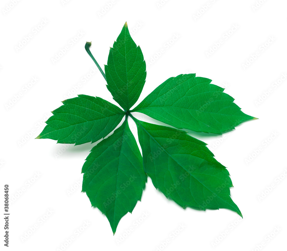 Green virginia creeper leaves Green virginia creeper leaves