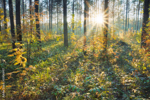 Sunset in the forest