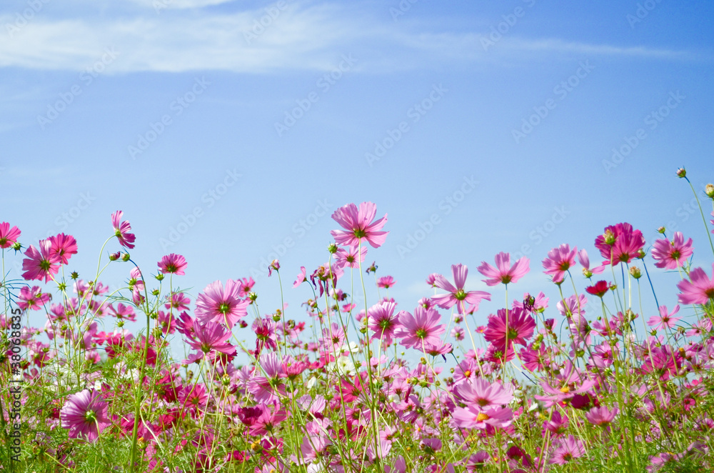 cosmos flower3