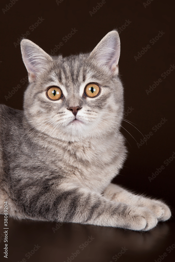 Scottish straight head on brown background Scottish straight head on brown background