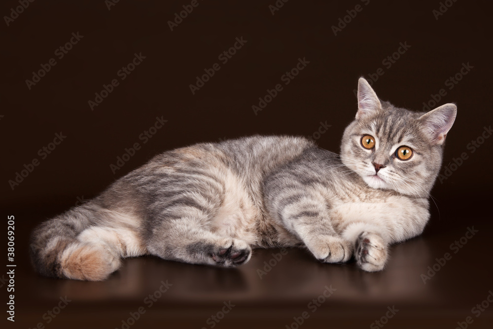 Obraz premium Scottish straight on brown background