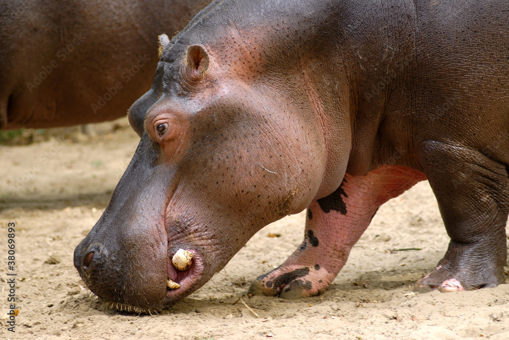 Profile portrait of Hippopotamus amphibius walking Profile portrait of Hippopotamus amphibius walking