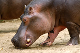 Profile portrait of Hippopotamus amphibius walking