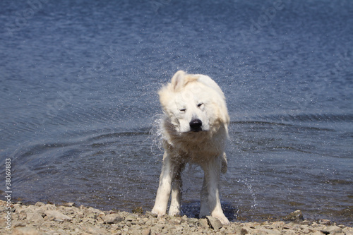 chien qui s'ébroue en sortant de l'eau © Dogs