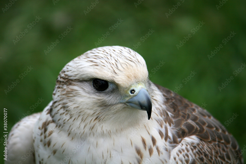 hawk hawk