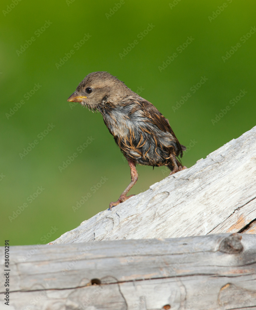 Fototapeta premium Sparrow chick