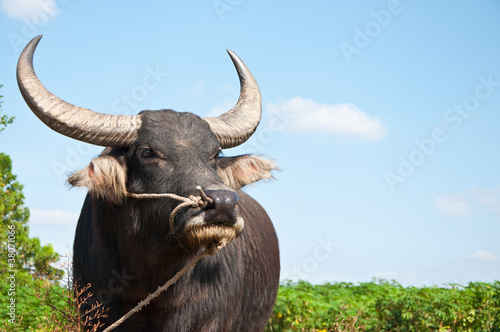Buffalo in local of Thailand