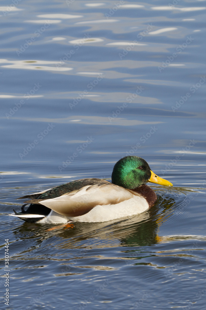 Duck Duck