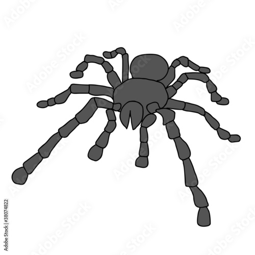 Tattoo of black widow isolated on white background.