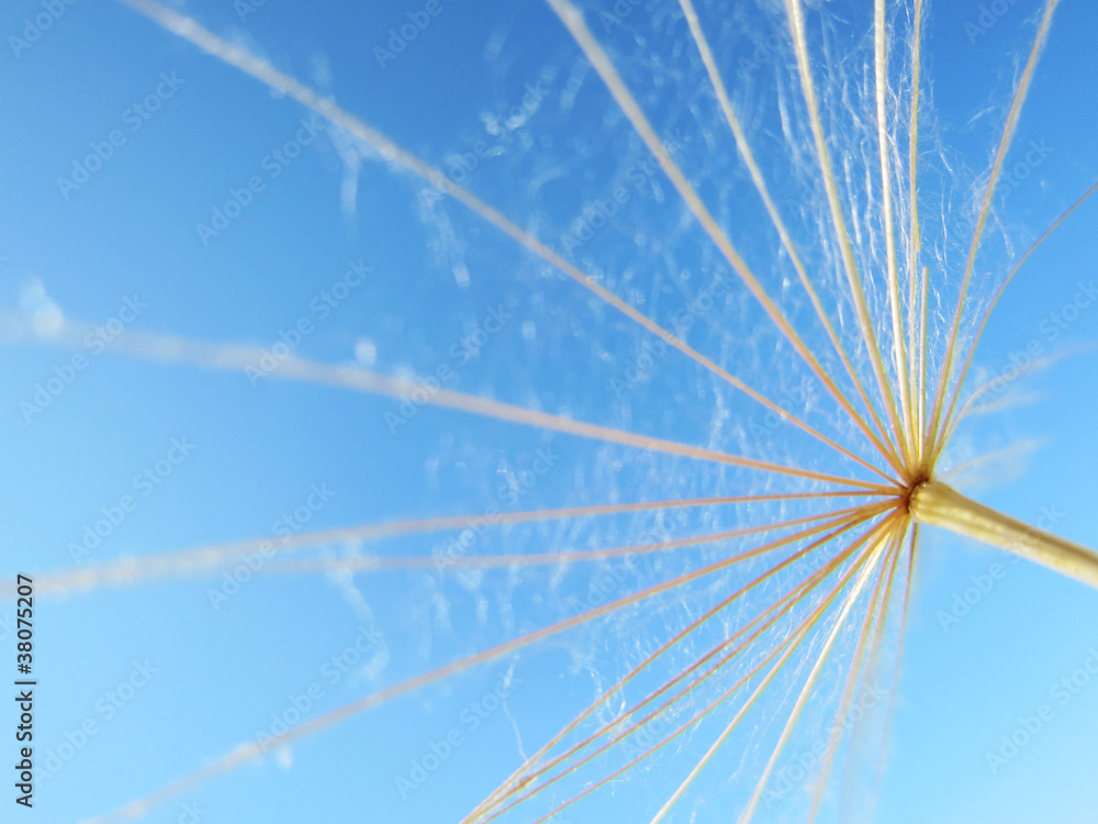 dandelion seeds 61, with tiny depth of field dandelion seeds 61, with tiny depth of field