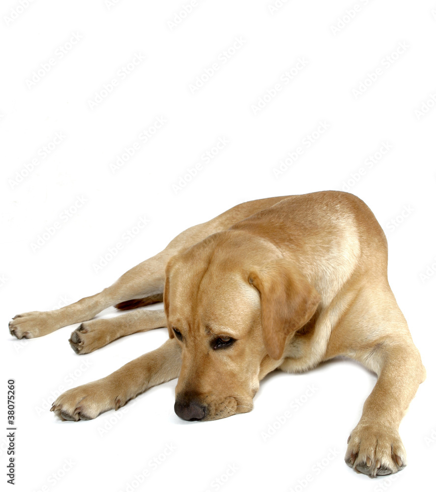 labrador retriever labrador retriever