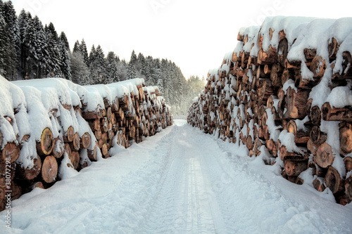 Wallpaper Mural trunk and snow Torontodigital.ca